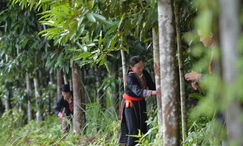 Loài cây làm giàu mệnh danh “cây hạnh phúc”, đưa Việt Nam vào nhóm Top 3 toàn cầu