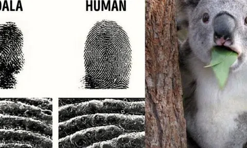 Những sự thật kỳ lạ trên thế giới mà ai cũng nghĩ là "fake", nhưng hóa ra thật 100%