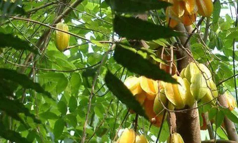 1 loài cây "hút lộc" cho chủ: Cây càng thịnh thì người càng giàu sang