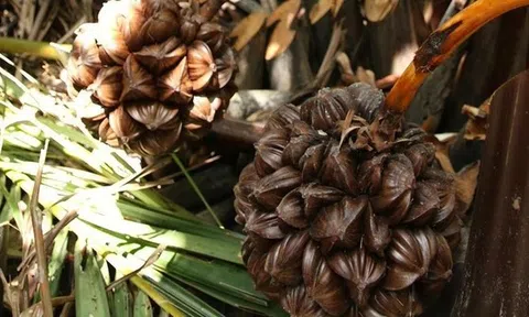 Loại quả mọc đầy ở Việt Nam khiến người Trung Quốc mê mẩn: Vừa mát vừa bổ, giới sành ăn cực “săn đón”