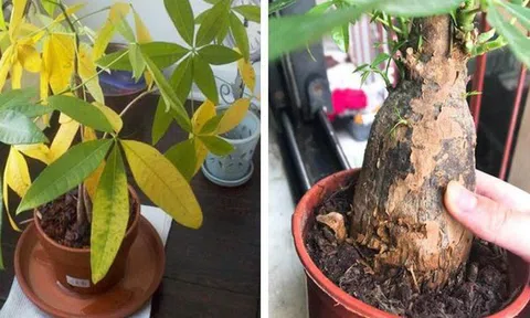 Tôi khuyên bạn hãy bỏ ngay cây kim ngân trong nhà, nếu không muốn “rước xui” và chỉ còn lại chậu đất trống