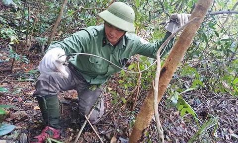 Hành trình vào rừng sâu gỡ "bẫy tử thần" giải cứu động vật hoang dã