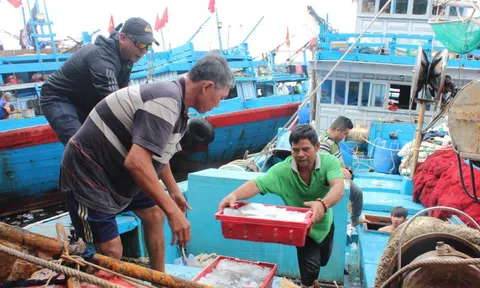 Đà Nẵng hoàn thành xử lý hơn 1.900 tàu cá '3 không'