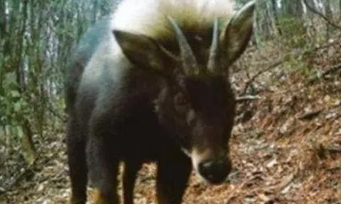 Loài vật quý hiếm bậc nhất hành tinh bất ngờ tái xuất sau 500.000 năm tuyệt tích