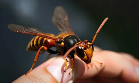 Bác sĩ kể phút cấp cứu GĐ trường Hải Phòng và con trai bị ong đốt tử vong: Tôi chưa từng chứng kiến cảnh tượng đau đớn đến vậy!