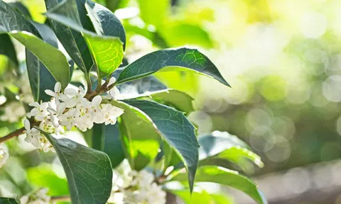 Loại cây 'hút' tài lộc và may mắn: Trồng trong nhà giúp không khí trong lành, gia đình ít bệnh tật