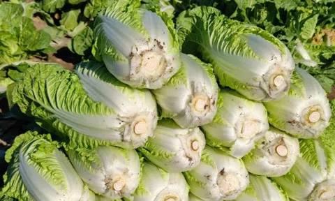 Mẹo chọn cải thảo siêu chuẩn của dân bán rau: Nhìn một chỗ ít ai để ý, là biết ngay ngon hay dở!