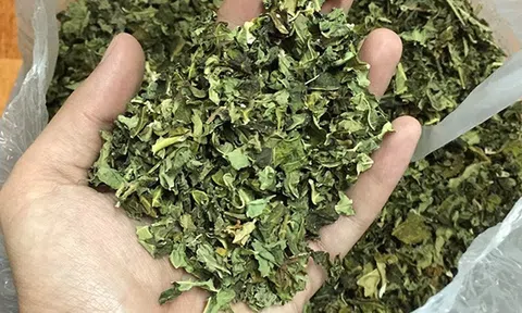 Việt Nam có loại lá được ví như “nhân sâm của người nghèo”: Giúp hạ đường huyết, chống viêm hiệu quả nhưng ít người dùng tới