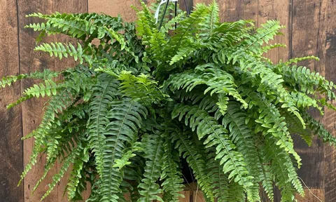 NASA gọi tên 10 loại cây lọc không khí tốt nhất trong nhà