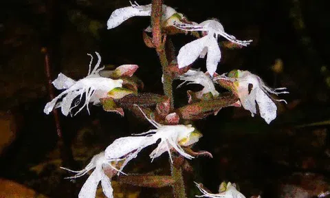 Phát hiện loài lan quý hiếm trong sách đỏ tại một khu rừng ở Thanh Hóa