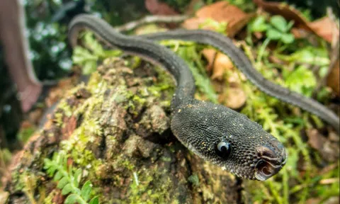 Loài rắn kỳ lạ hiếm khi vượt quá 60 cm, được người dân coi là "rồng sống": Có cách phòng vệ rất đặc biệt