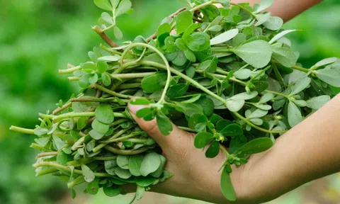 Loại rau người Trung Quốc coi là "rau trường thọ": Mọc đầy Việt Nam nhưng hay bị nhổ bỏ