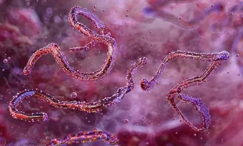Loài virus gây tỷ lệ mất mạng đến 80% lại bùng phát