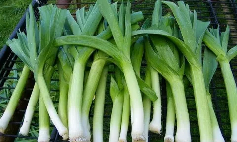 8 loại rau mà người Nhật ăn mỗi ngày, càng ăn càng khỏe, sống lâu: Ở chợ Việt mua rất dễ