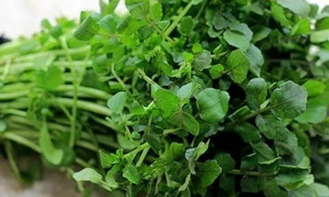 Mỹ đánh giá đây là “vua của các loại rau”, chứa đầy dưỡng chất quý, người Việt đã ăn từ lâu