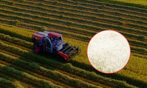 Phát hiện "hạt ngọc" 1.600 đô của Việt Nam: Đánh bại Thái Lan, được giới siêu giàu châu Âu "săn lùng" ráo riết