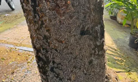 Rợn người với cảnh tượng sâu lạ bám chi chít trên thân cây, tràn cả vào nhà dân