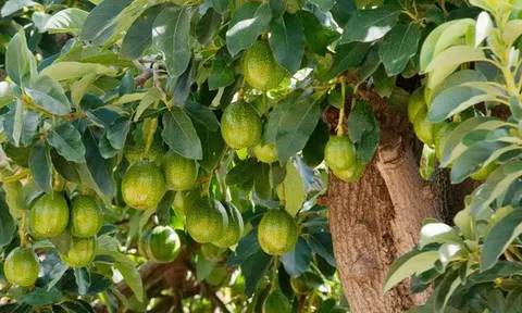 Loại quả được công nhận là “trái cây giàu năng lượng nhất thế giới”: Ngừa bệnh tật, có đầy ở Việt Nam