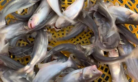 Loại cá được ví như "vàng trắng" của Việt Nam, người Mỹ, Trung Quốc rất thích: Ít xương dăm, không tanh