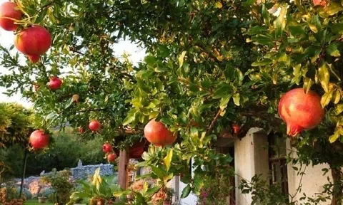 Ông bà dặn con cháu: Trông sân biết lộc, nhìn ngõ rõ phúc - Sân nhà có 5 cây này, cả năm chẳng lo nghèo