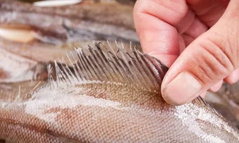 Đừng mua 5 loại cá này nữa, nhà có sẵn cũng đừng ăn, tôi mừng vì người bán cá đã tiết lộ