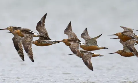 Loài chim bay liền 11 ngày không ăn uống, vượt 13.560 km và sống sót nhờ ăn nội tạng của chính mình