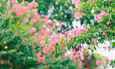 Loại cây là biểu tượng của thịnh vượng và bình an: Trồng một cây trong nhà, có được nhiều vị thuốc