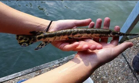 Những bộ phận của cá chứa chất cực độc: Số 1 nhiều người Việt ăn để "bổ thận tráng dương"