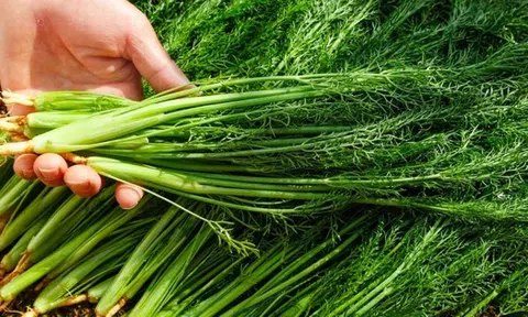 Có 5 loại rau chứa penicillin tự nhiên, bạn nên cho gia đình ăn thường xuyên khi thời tiết trở lạnh để tăng cường miễn dịch, giảm bệnh tật