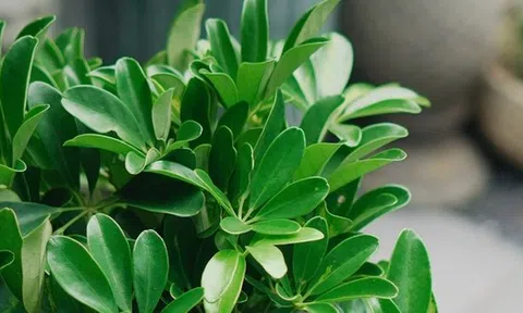 Loại cây "hút" tài lộc và phú quý: Trồng 1 cây trong nhà, vừa đuổi muỗi, vừa làm thuốc chữa bệnh