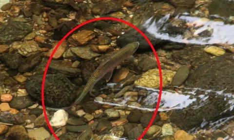 Nghệ An có một loài cá được gọi là "lộc suối" cả làng cùng canh giữ, lắp camera giám sát 24/24h