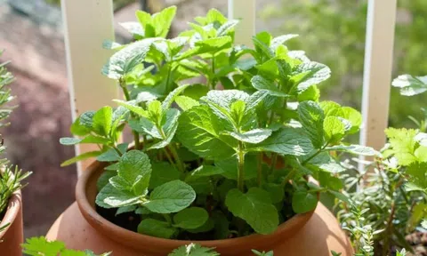 3 loại rau Việt Nam có sẵn, dễ trồng: Đuổi muỗi hiệu quả không ngờ tới