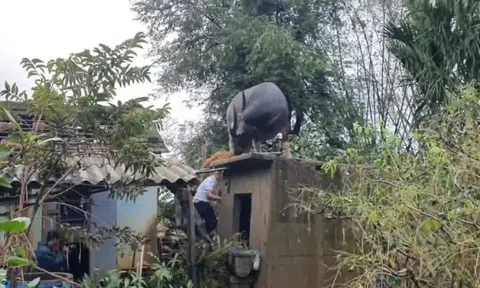 Hy hữu: Trâu 'chờ' chủ trên mái nhà sau lũ