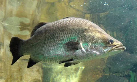 1 bộ phận của cá là biểu tượng của sự giàu có tại Trung Quốc: Cực bổ dưỡng nhưng người Việt hay vứt đi