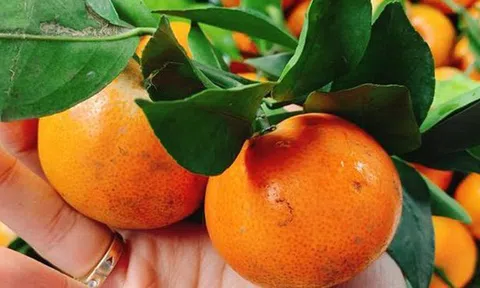 Loại quả chống huyết khối, ngừa đột quỵ đang vào mùa bạt ngàn chợ Việt, tiếc vì toàn bị đánh giá thấp