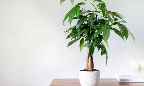 3 loại cây nghe tên đã thấy có lộc, càng trồng lâu trong nhà càng hút tiền bạc như nam châm, người giàu rất thích