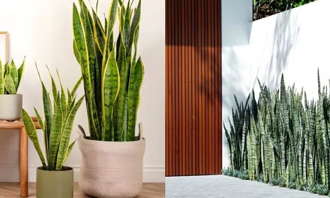 Lưỡi hổ là cây hút tài hay phá tài? Xem lại cách bạn đang đặt cây trong nhà