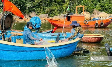 Mưu sinh trên thúng nhỏ: Lời kể của những người "làm ăn trên bọt nước" ở Sơn Trà