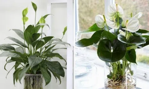 Ông bà xưa dạy: 3 loại cây càng để trong nhà càng “rút lộc, mất vận” - nhiều người trồng mà không hay