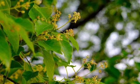 Loại cây "hút" tài lộc, mang lại bình an: Vừa giúp đuổi muỗi, vừa làm thuốc quý