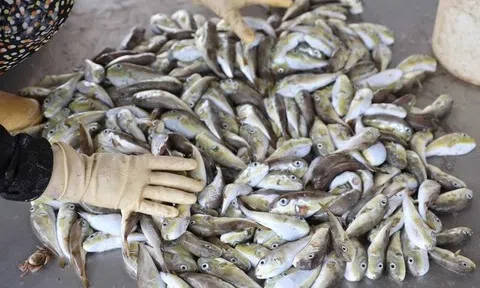 Loại cá chứa chất kịch độc khiến nhiều người rơi vào nguy kịch sau khi ăn: Cách nhận biết