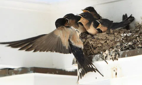 5 dấu hiệu nhà vượng khí, vào ở là giàu, gia chủ khỏe mạnh