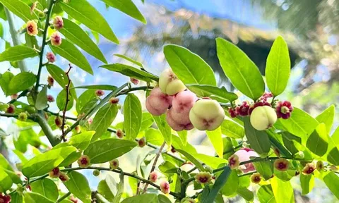 Loại rau nhiều sắt gấp 6 lần thịt bò, giúp bồi bổ sức khỏe: Mọc đầy góc vườn, còn được dùng làm thuốc