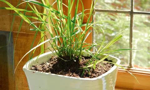 8 loại cây đuổi muỗi, ruồi, gián hiệu quả: Nhà nào cũng nên trồng ít nhất một cây
