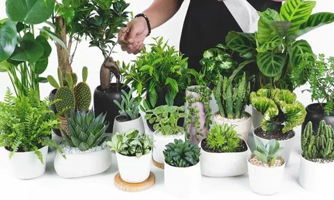 Bàn làm việc trống trơn dễ chán nản: thêm 1 chậu cây phong thủy, “đuổi” stress, kéo lương thưởng, tài lộc đầy túi