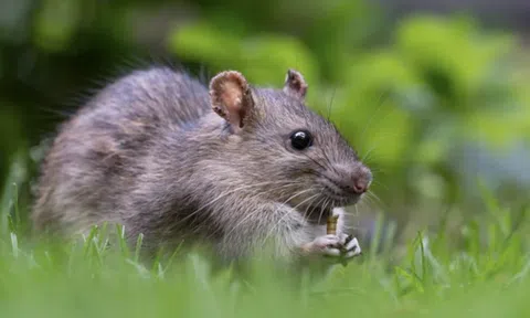 Loại cây vừa đẹp mắt vừa đuổi chuột cực tốt: Người Việt biết trồng từ trăm năm trước