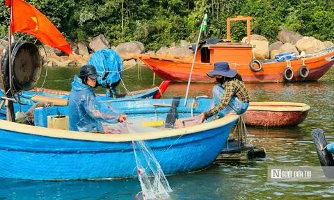 Mưu sinh trên thúng nhỏ: Lời kể của những người "làm ăn trên bọt nước" ở Sơn Trà