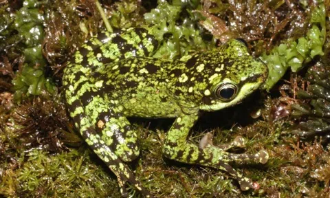 Bí mật dưới khe suối VQG Hoàng Liên: Lộ diện "kho báu sống" thế giới chưa từng biết đến