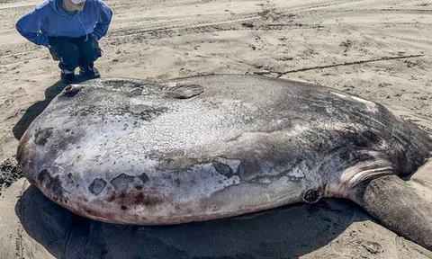 Phát hiện "thủy quái" khổng lồ dài 2,2 mét trên cạn: Hiếm đến mức không thể lý giải vì sao xuất hiện