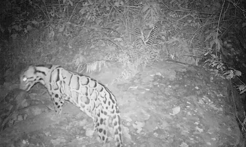 Được xác nhận tuyệt chủng 40 năm, loài vật này bất ngờ xuất hiện trở lại, chuyên gia nói: Hawking đã đúng